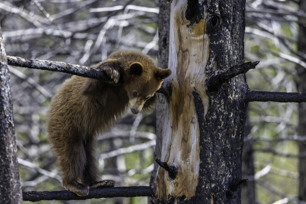 Brown bear standing on a branch of a tree